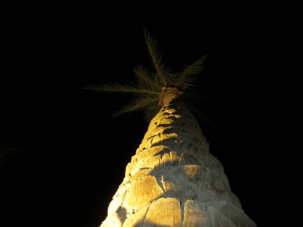 Palme