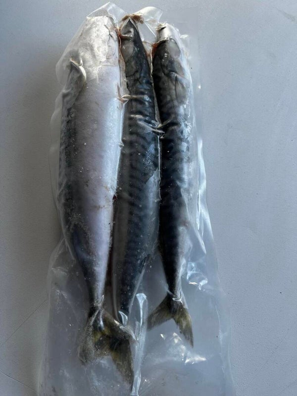 Mackerel - Large | 3 Pack