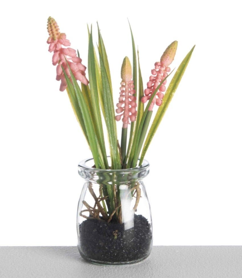 Roze druifjes in pot