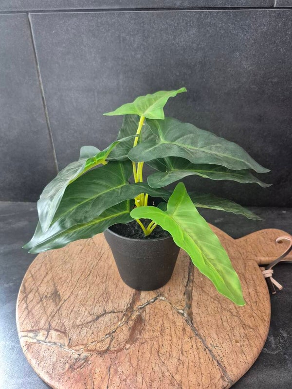 Alocasia kunstplant in pot