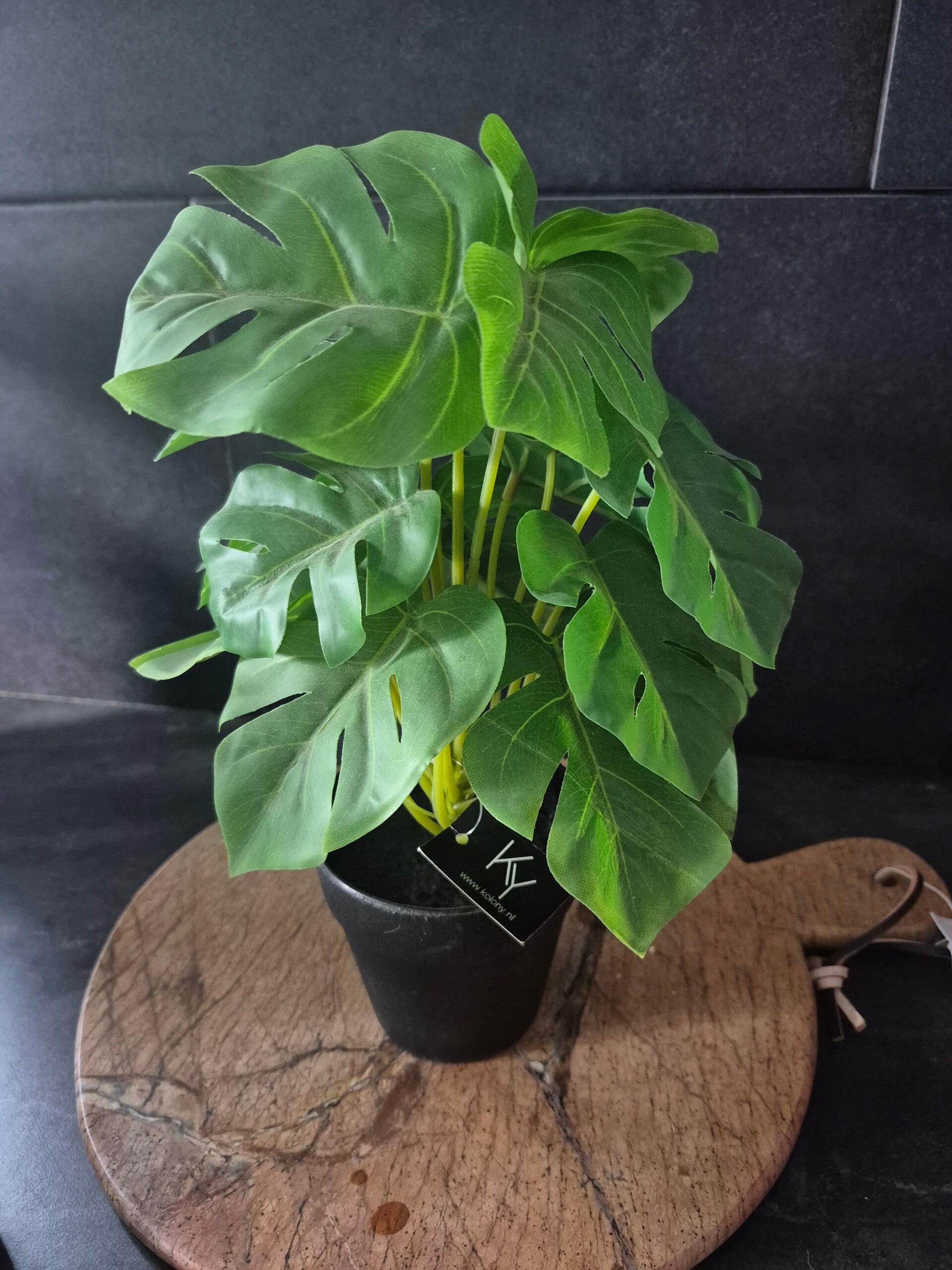 Monsterea monkey leaf