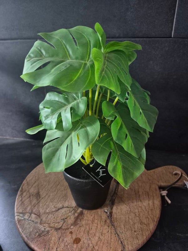 Monsterea monkey leaf