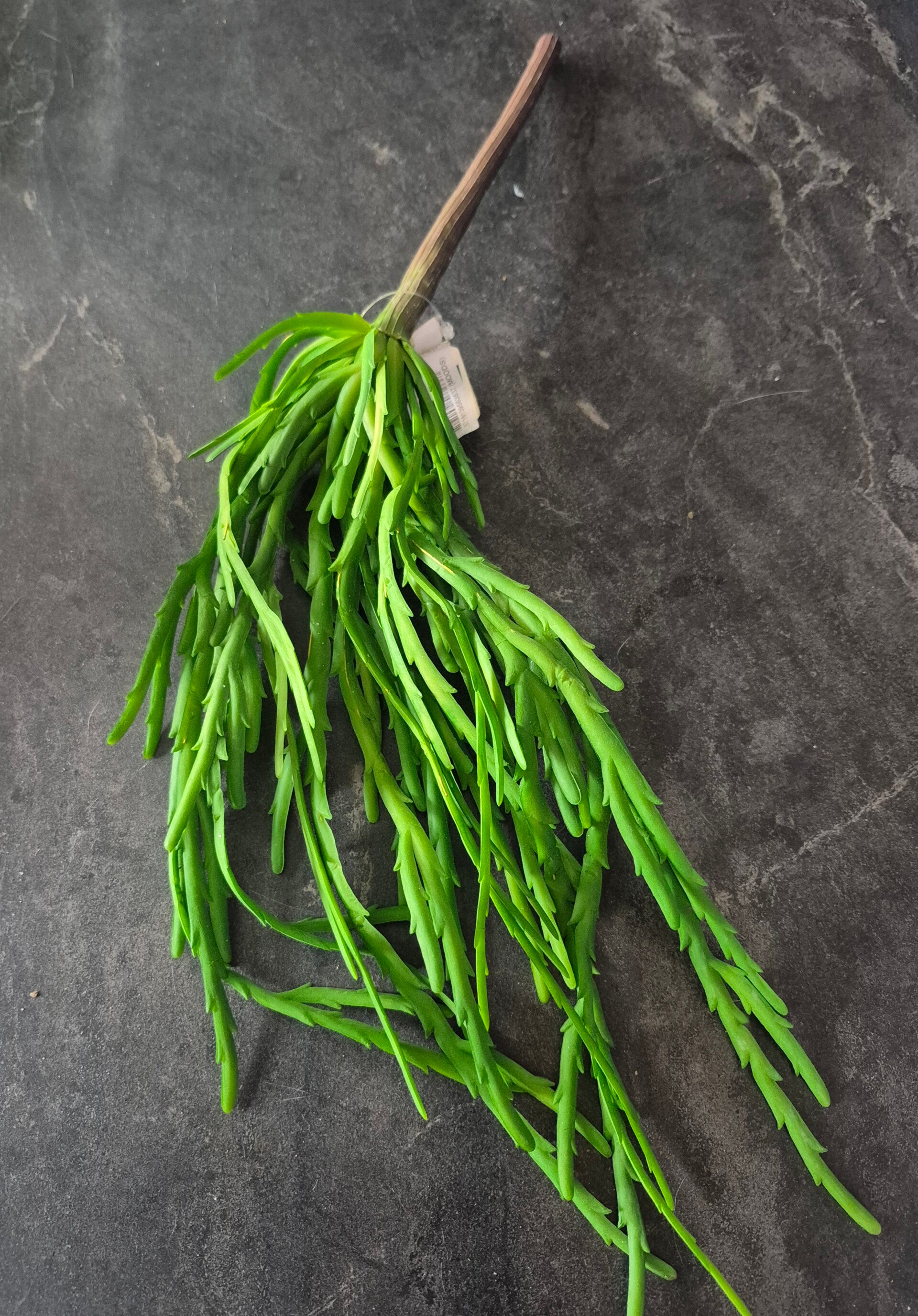 Leaves plant green stick bush full