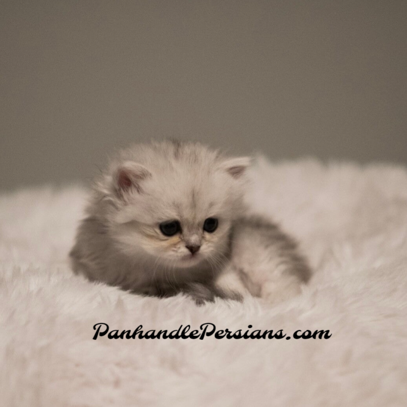 Tiny Silver Chinchilla Persian kitten on white fur
