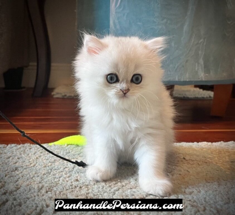 Dollface Silver Chinchilla Persian Kitten