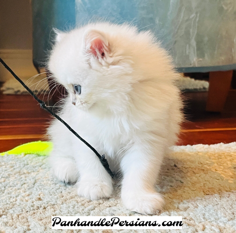 Dollface Silver Chinchilla Persian Kitten looking to the side