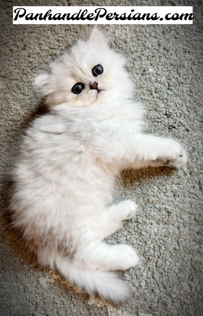 Dollface Silver Shaded Persian Kitten lying on his side