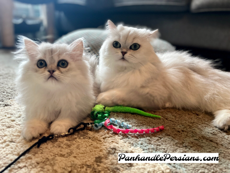 Two dollface Persian cats silver chinchilla and silver shaded with a cat toy