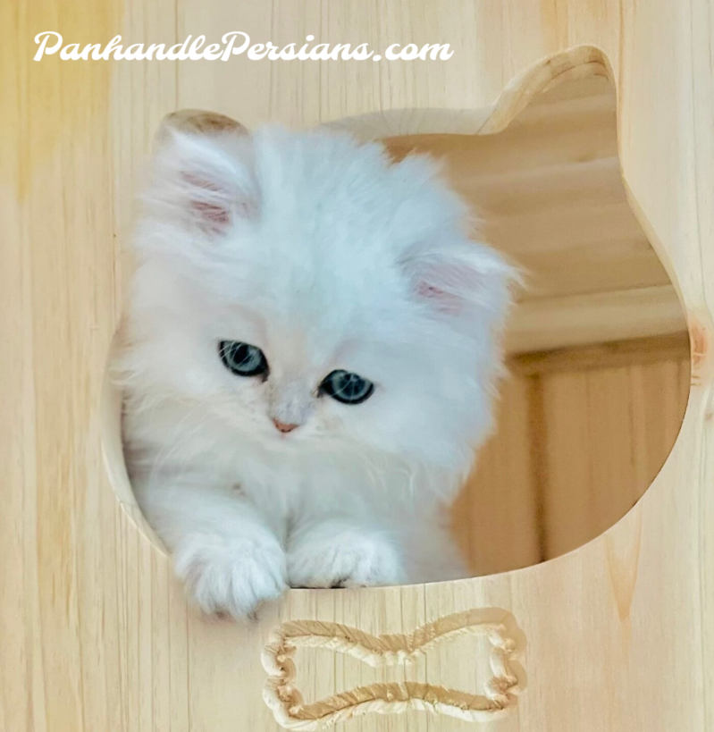 Dollface Silver Chinchilla Persian kitten in a cat house