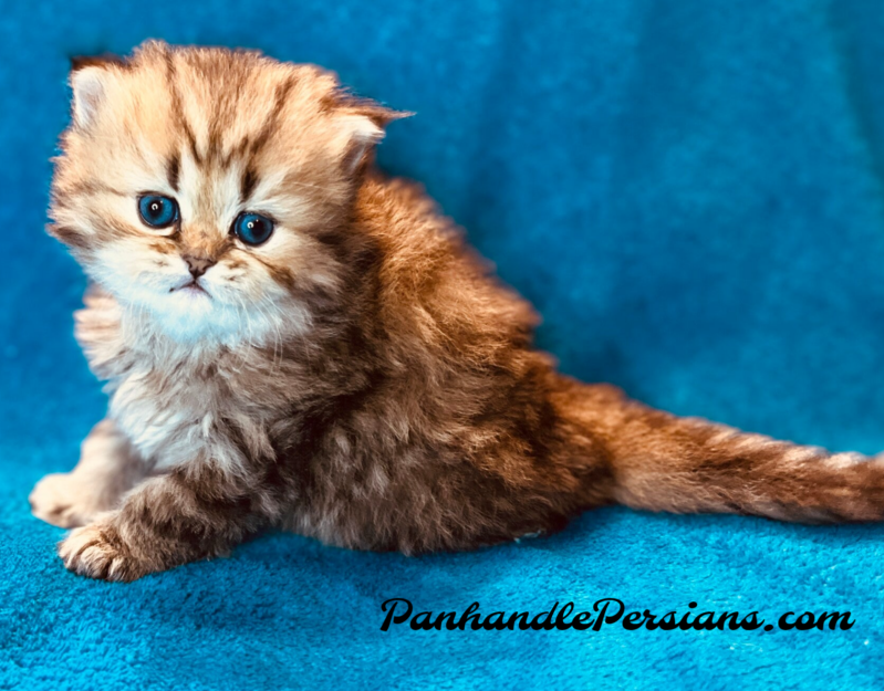 Dollface Golden Shaded Persian kitten on blue background