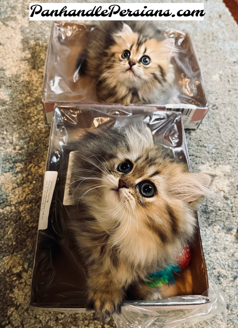 Two Dollface Golden Shaded Persian Kittens in boxes