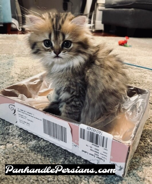 Dollface Golden Shaded Persian Kitten in a box