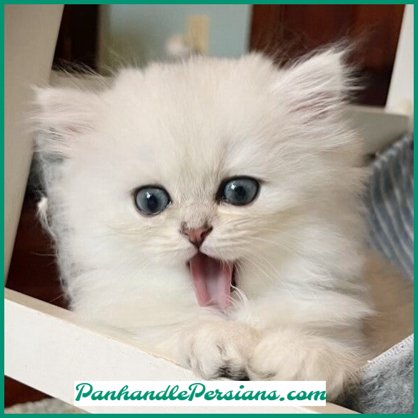 Dollface Silver Chinchilla Persian Kitten laughing with open mouth