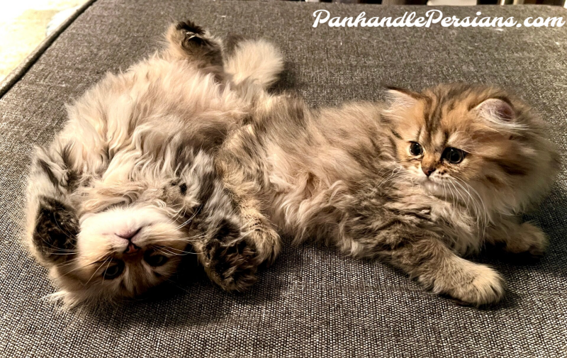 Two Golden Shaded Persian Kittens on a couch