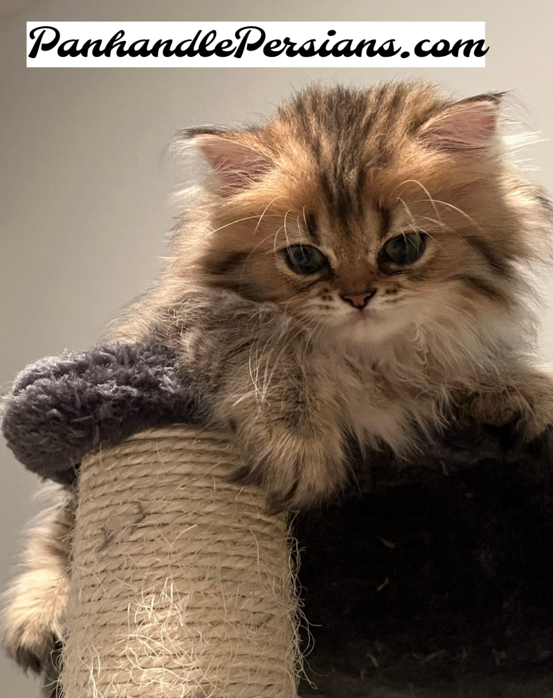 Dollface Golden Shaded Persian Kitten on a cat tree