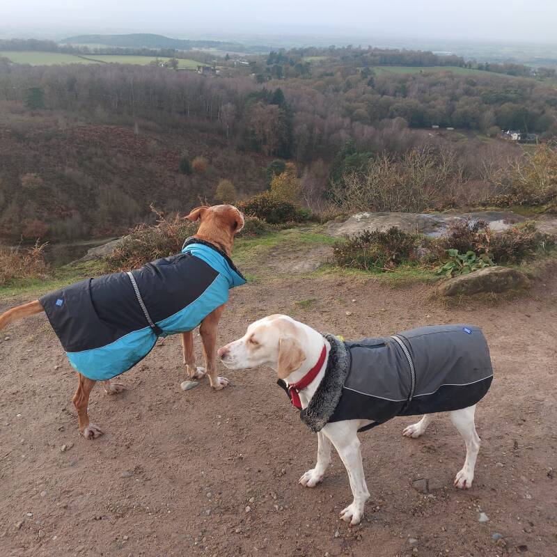 Cami in the foreground (right) and Hodin in the background (left), admiring the view from the Sandstone Trail, Cheshire. Photo Credit to dogsitter Amanda Clarke supplied for National Puppy Day. Puppy dog. Dog care UK. Dogsitting, caring for dogs