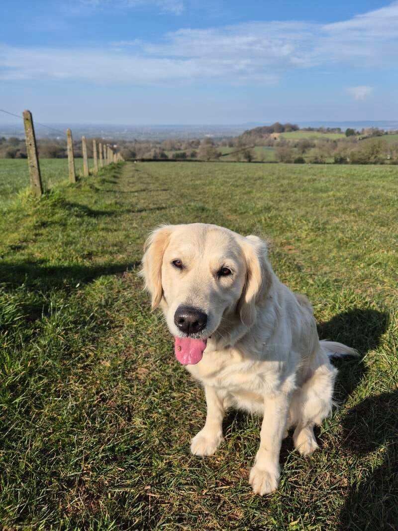 A grown up Golden Labrador Retriever, Bella, tongue out, looking directly into the camera during a walk on the sandstone trail, with far reaching views of Liverpool. Photo taken by dog & house sitter Amanda Clarke supplied for National Puppy Day. 