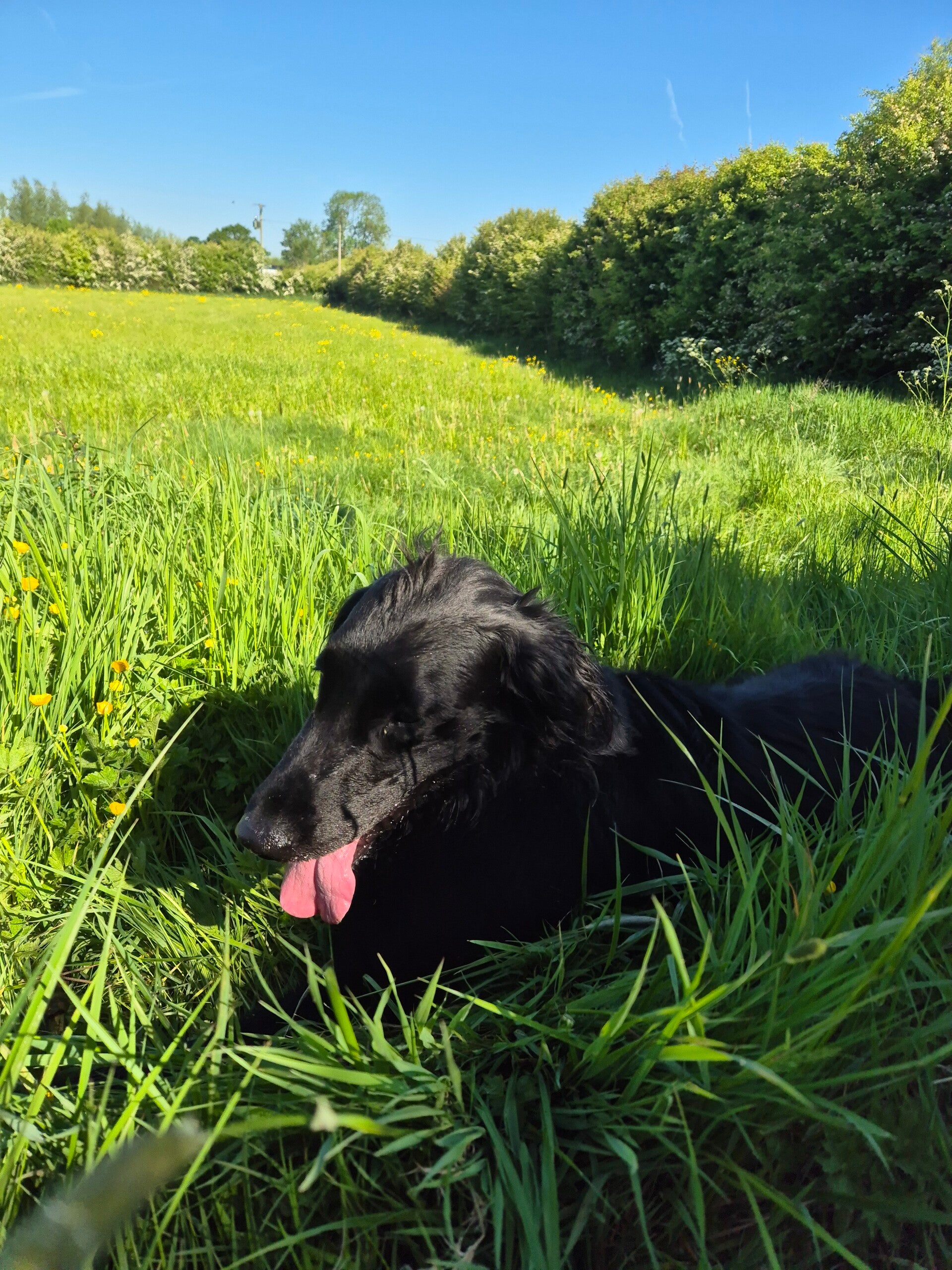 Dog drinking water in the grass and shade on a hot summer day