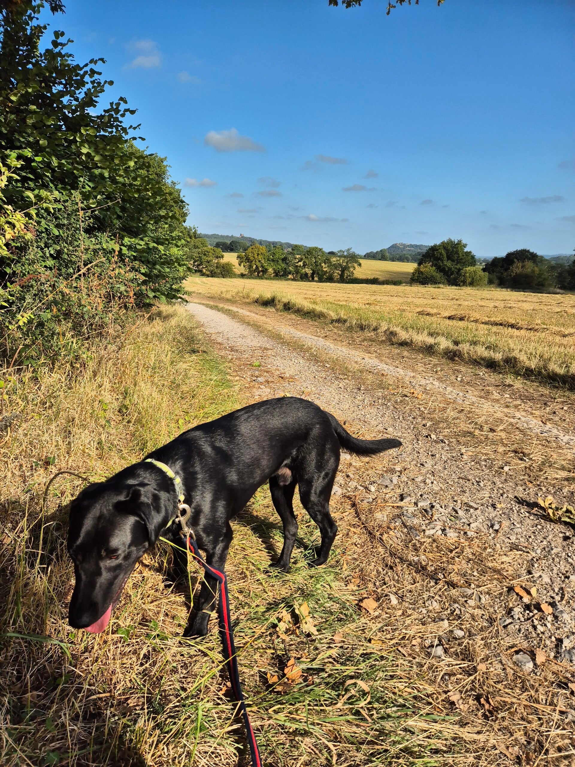 Dog enjoying countryside walk with Beeston Castle in the distance.