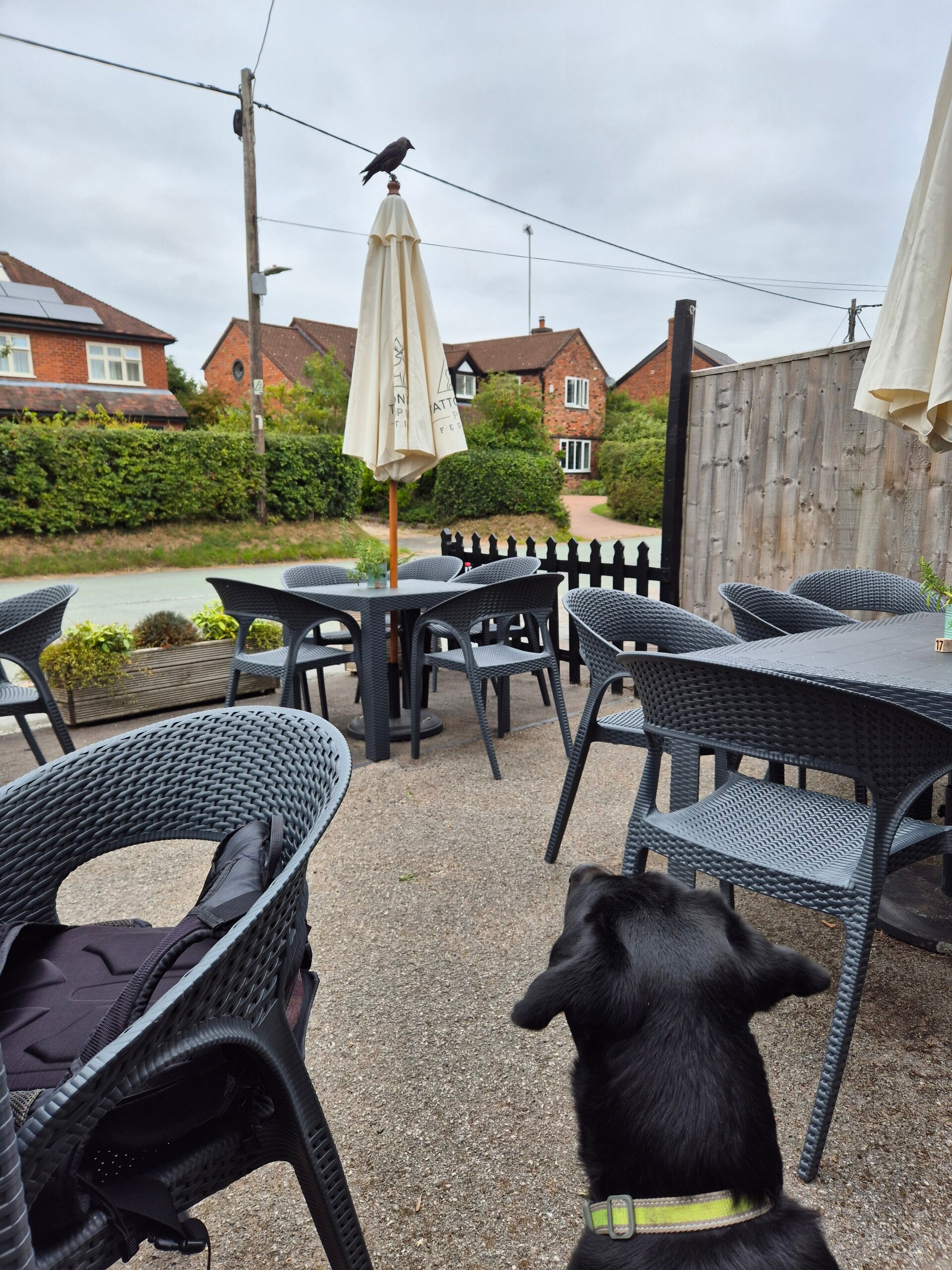 Scout watching the wildlife