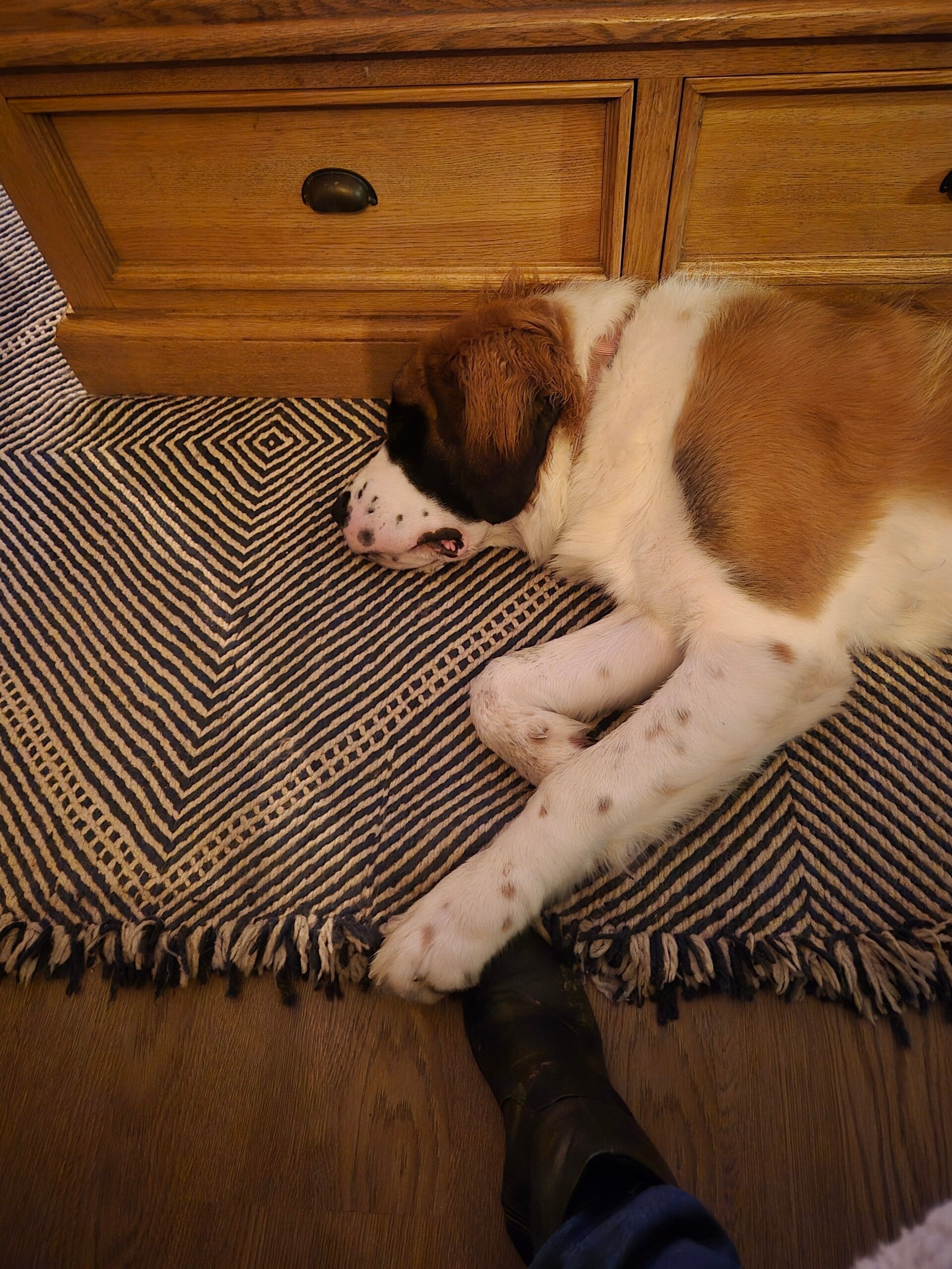 Calm dog resting on a rug — stress-free alternative to kennels.