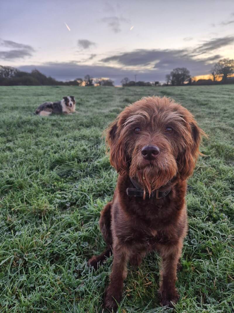 Dexter the labradoodle in the foreground, and Milo the Border Collie in the background. Waiting for the signal to play. Photo taken by dogsitter Amanda Clarke. supplied for National Puppy Day. Puppy dog. Dog care UK. Dogsitting, caring for dogs,