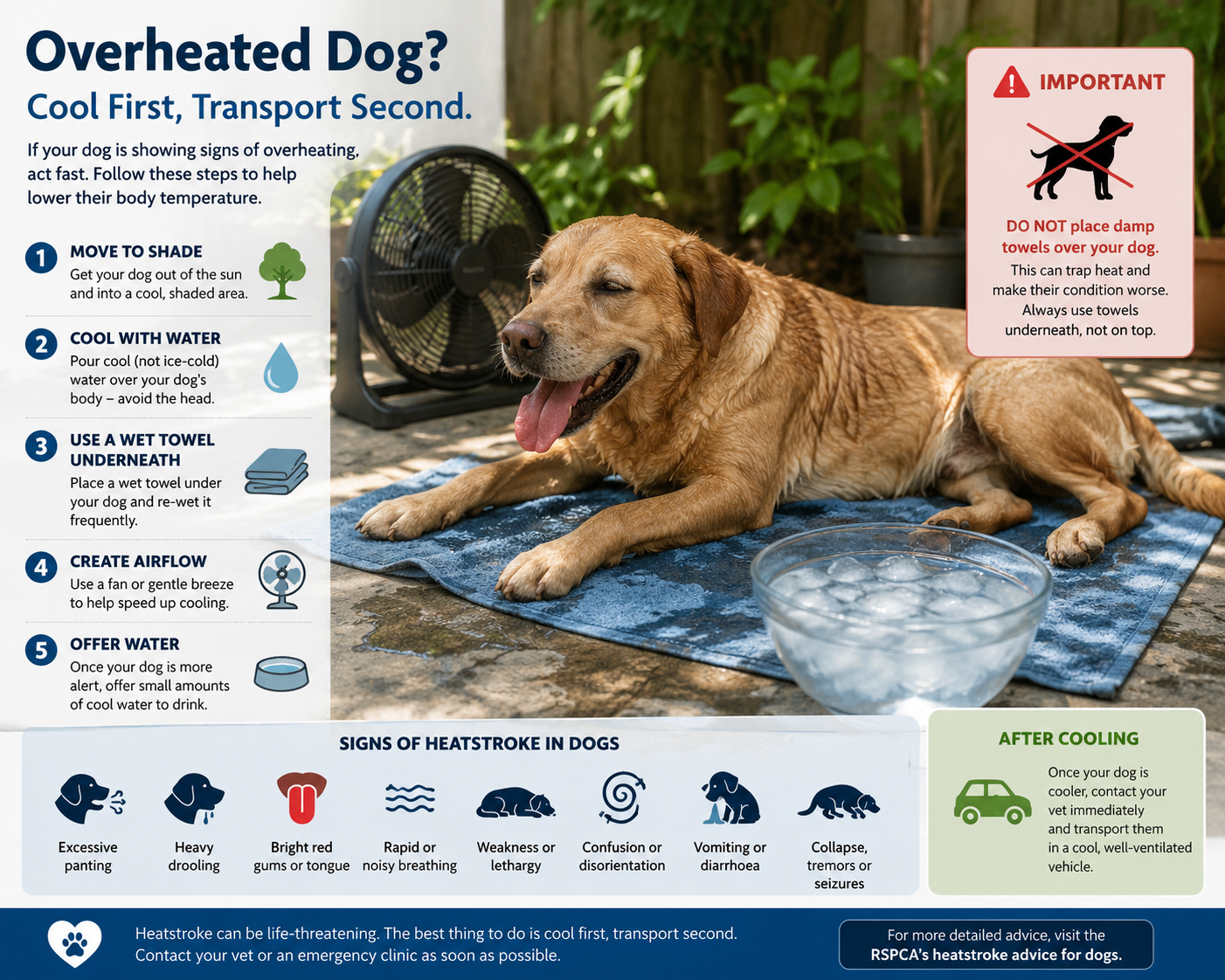 Overheated Dog Poster, an older yellow labrador, laying in the shade on a wet, cool towel, with a fan in the background and a bowl of water with ice in the foreground.