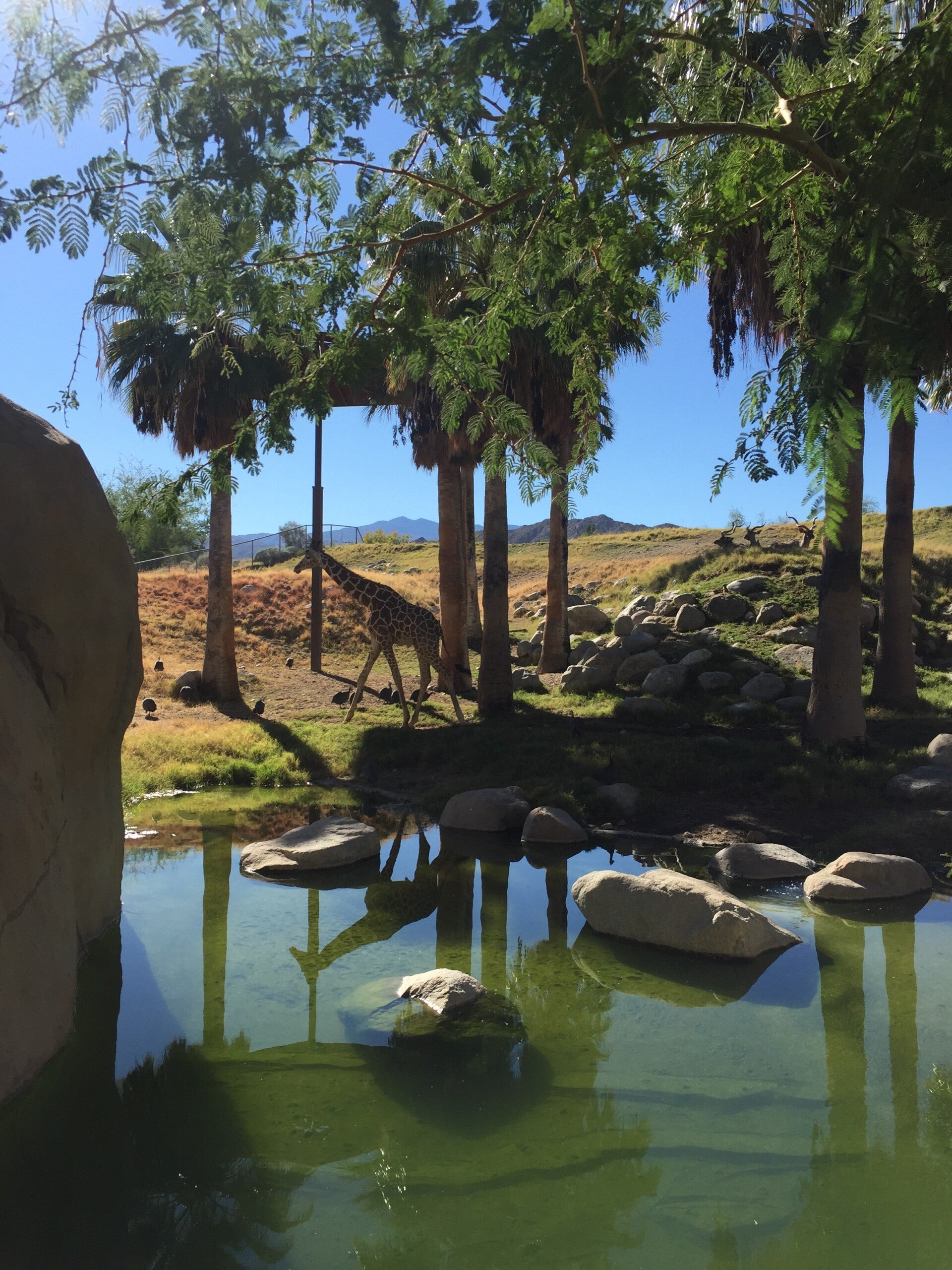 Booking your next holiday? A safari scene to get the creative juices flowing