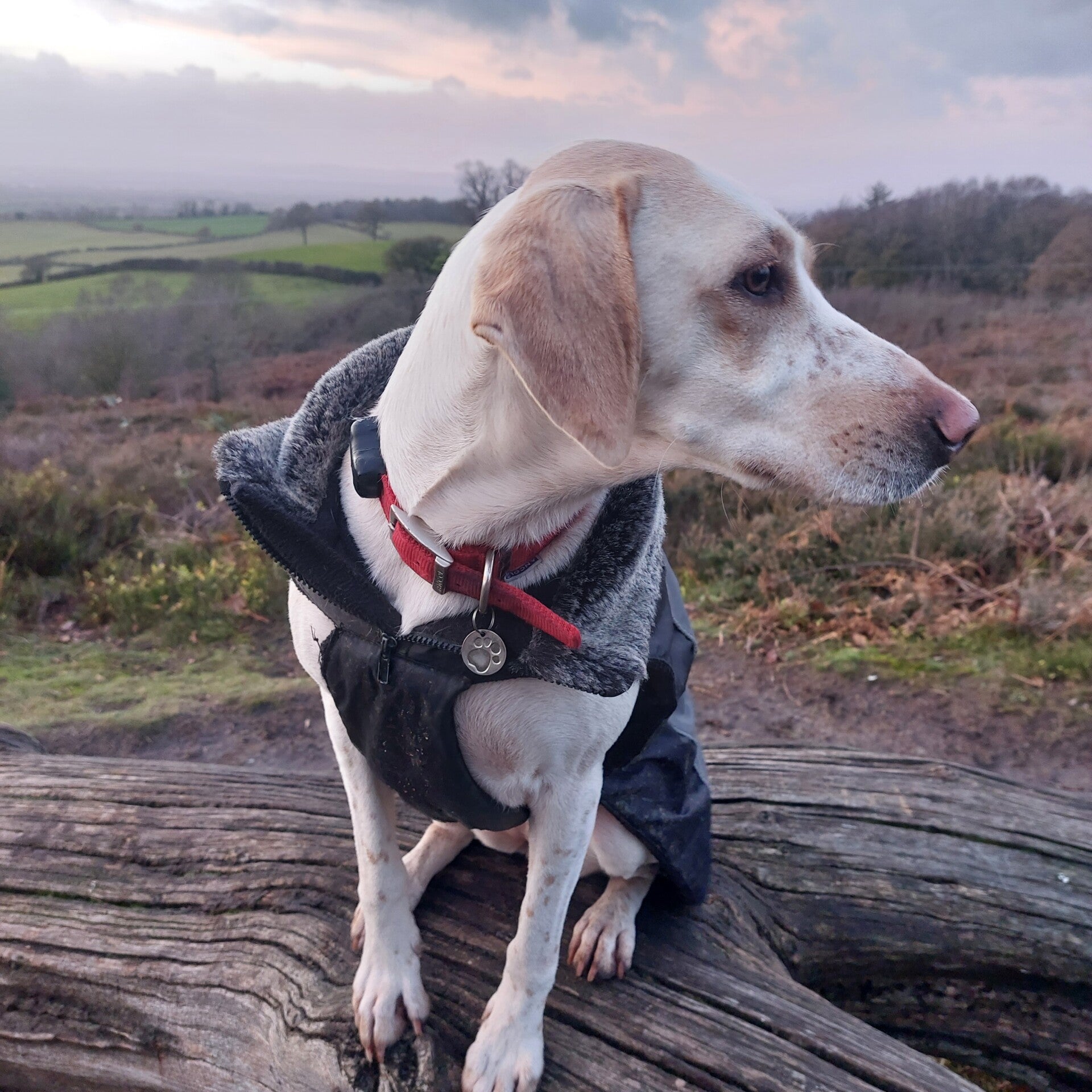 Cami the dog sitting on a log at dusk in Mobberley, Cheshire UK, looking to the side