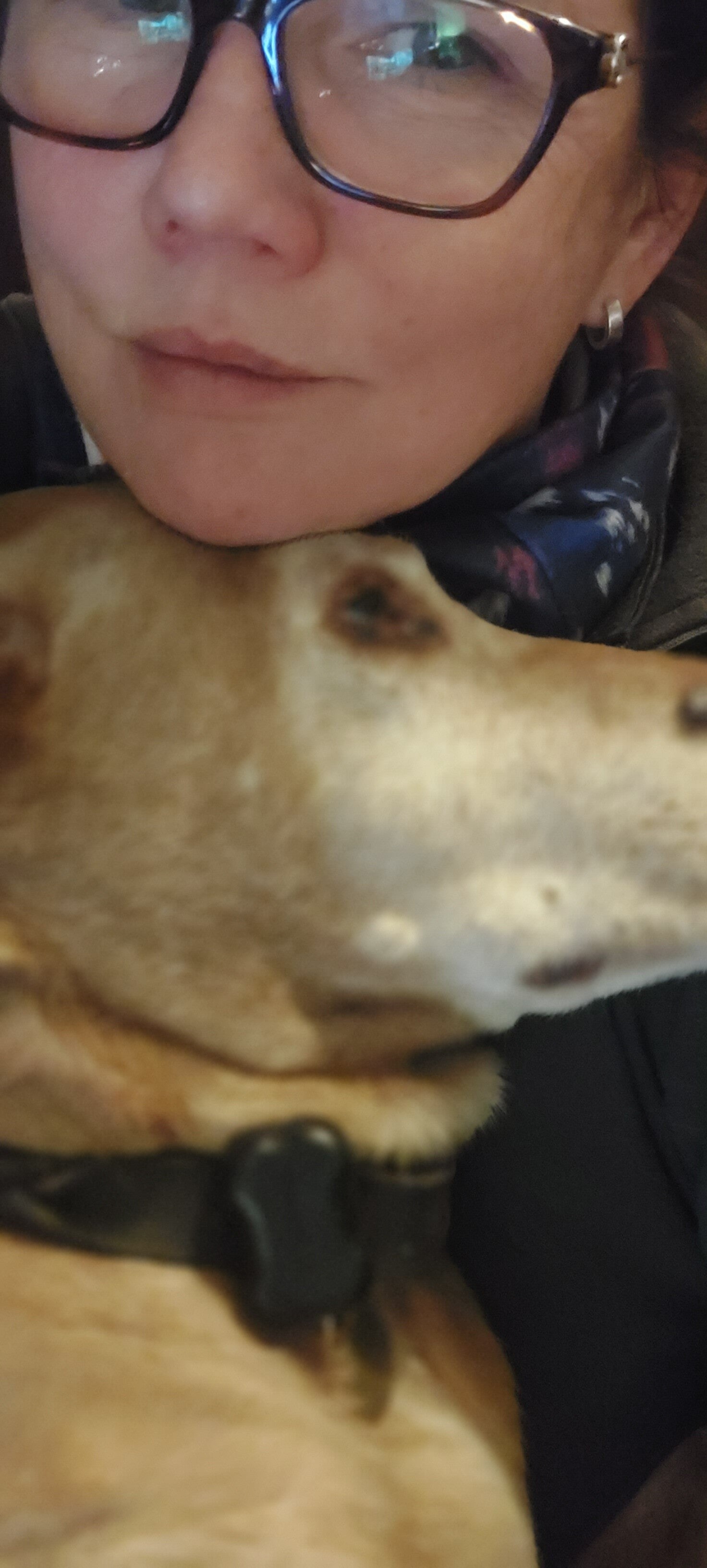 Close-up cuddle with a senior Visla — calm, reassuring care.