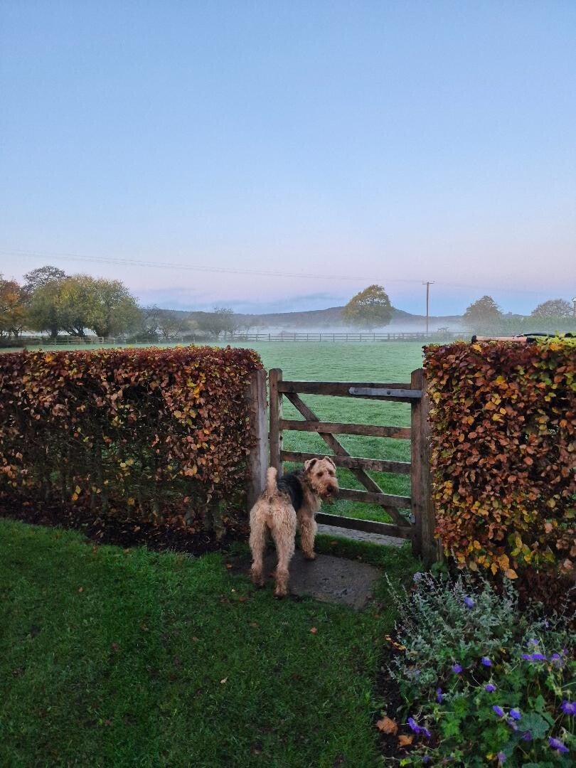 A dog at a secure gate, looking back at the camera, waiting for petsitter to oen the gate.