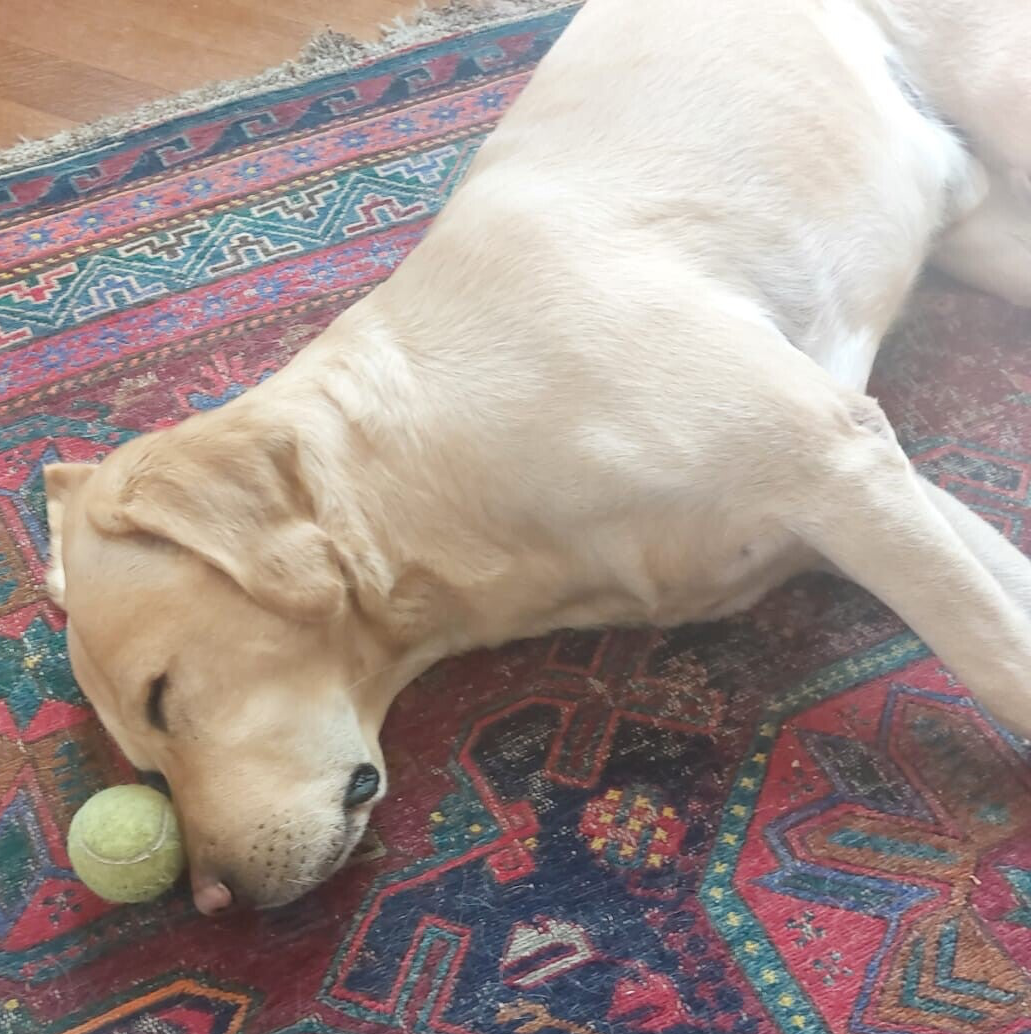 Labrador napping beside a tennis ball after play.