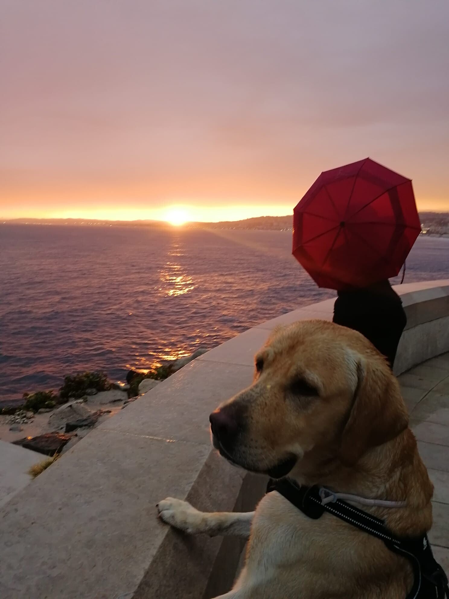 Gino, the Italian Stallion Labrador,  peering over the wall to watch the sunset and seascape, with a lady in the background