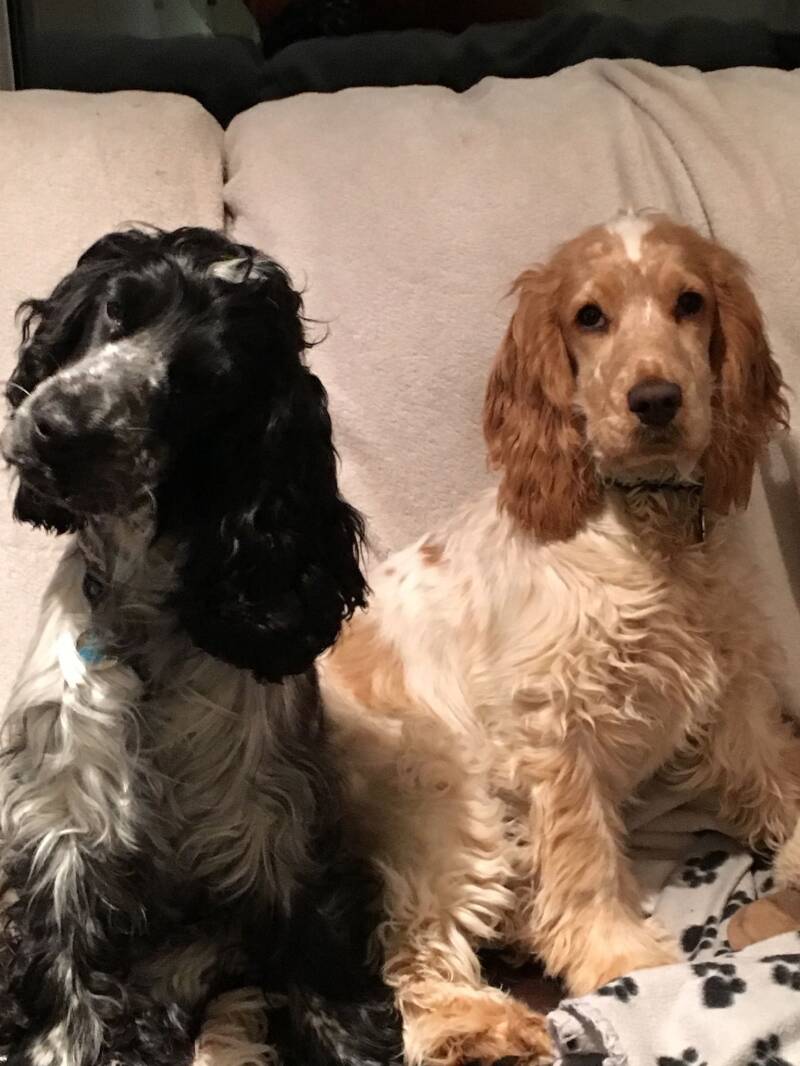 Maisie & Dottie are all grown up. Sitting together on the sofa. Maisie still has a head tilt. Photo supplied for National Puppy Day. Puppy dog. Dog care UK. Dogsitting, caring for dogs, responsible dog ownership