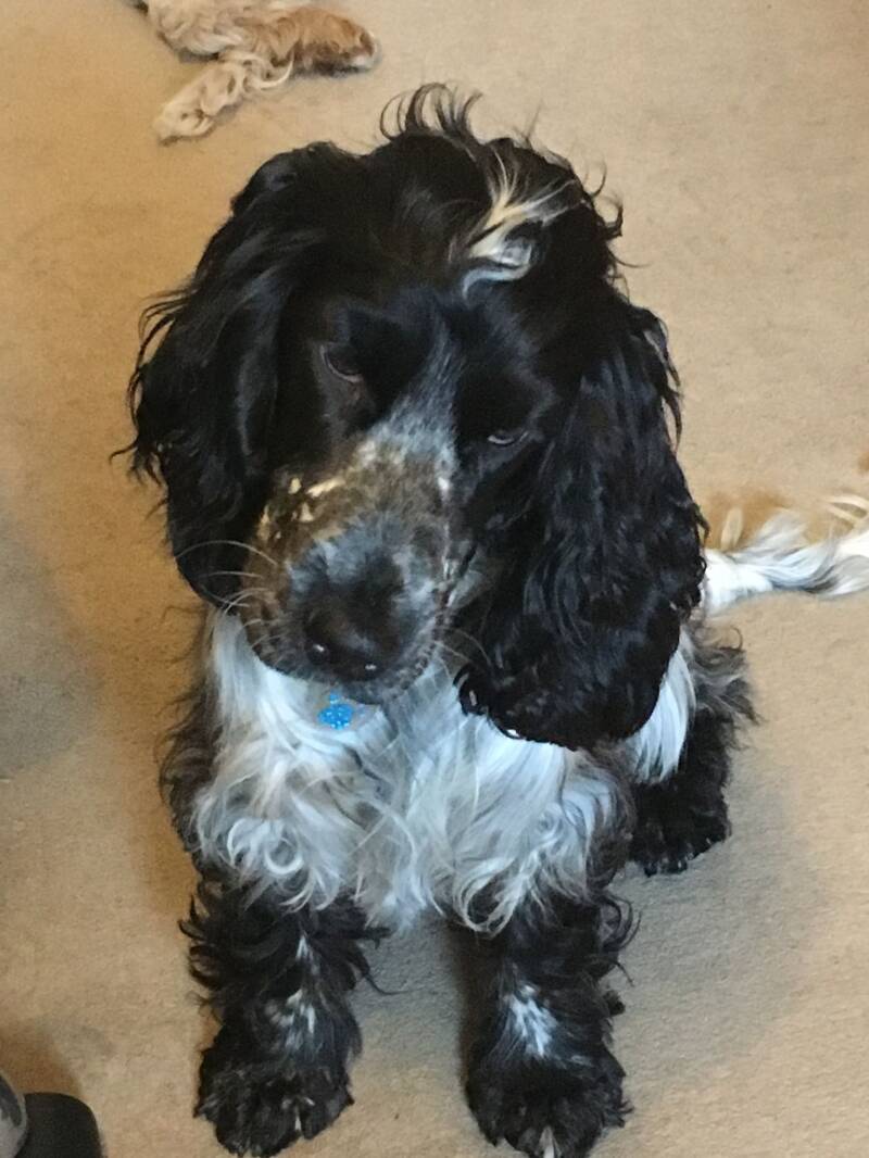 Cocker Spaniel pup (8 months), Maisie tilting her head, on the first few days of finding her forever home. Photo Credit to owners Julie & Phil supplied for National Puppy Day. Puppy dog. Dog care UK. Dogsitting, caring for dogs, responsible dog ownership