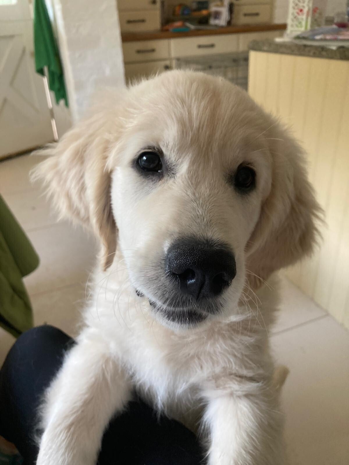 Golden Labrador Retriever puppy, Bella, looking longingly into the camera, taken by owner Hilary. supplied for National Puppy Day. Puppy dog. Dog care UK. Dogsitting, caring for dogs, responsible ownership