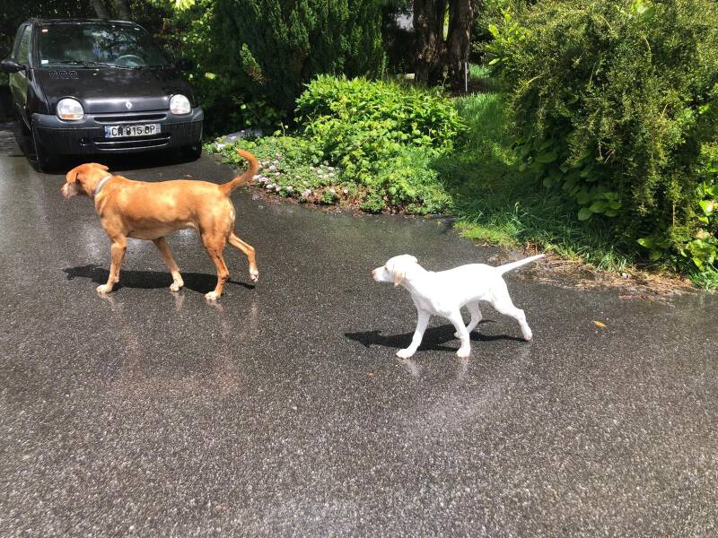 Hodin leading Cami on a walk in France, with a French plated car behind. Cami looks small and thin. Photo credit to owners, Hazel & Stuart supplied for National Puppy Day. Puppy dog. Dog care UK. Dogsitting, caring for dogs, responsible dog ownership