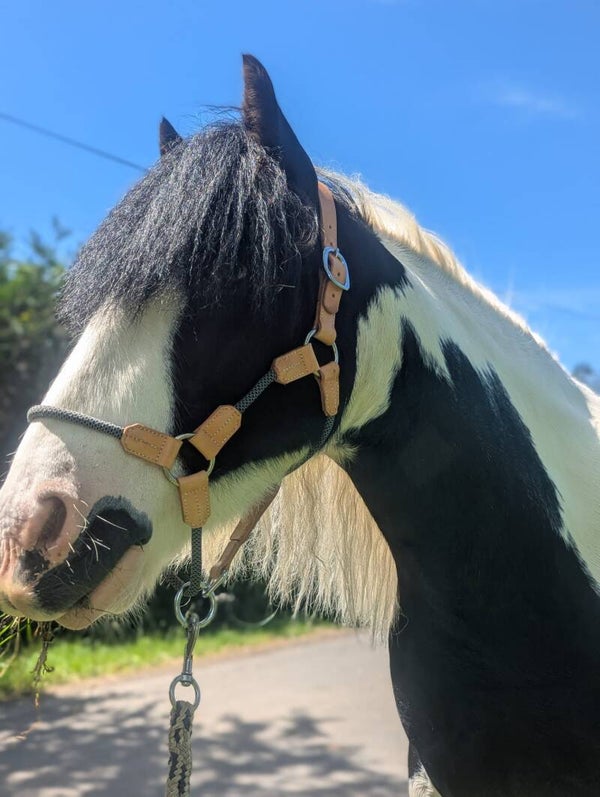 Leather & Rope Headcollar