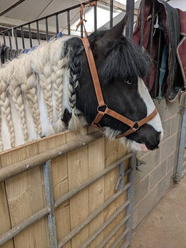 Leather Headcollar