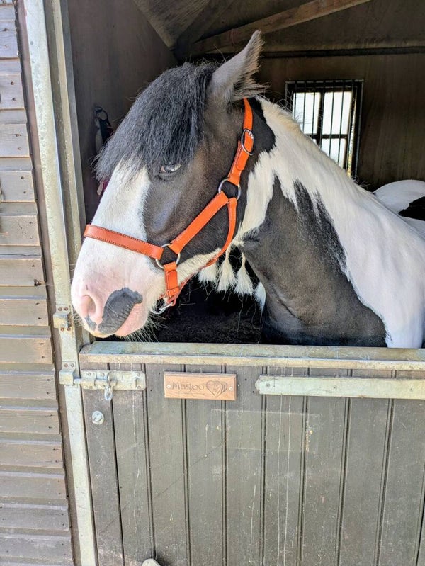Deluxe Leather Headcollar