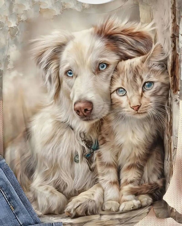 border collie met kitten
