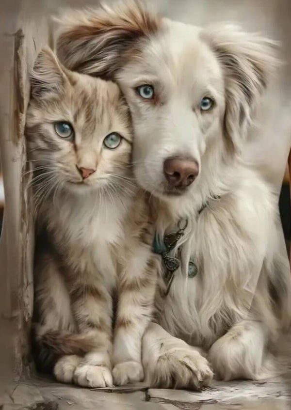 red merle bordercollie met kitten