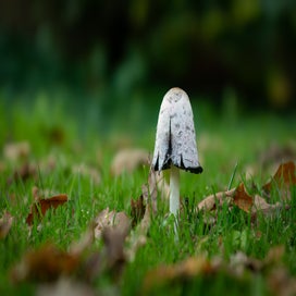 dsc05921-standard.jpg