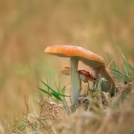 dsc06492z-standard.jpg