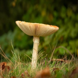 dsc06507-standard.jpg