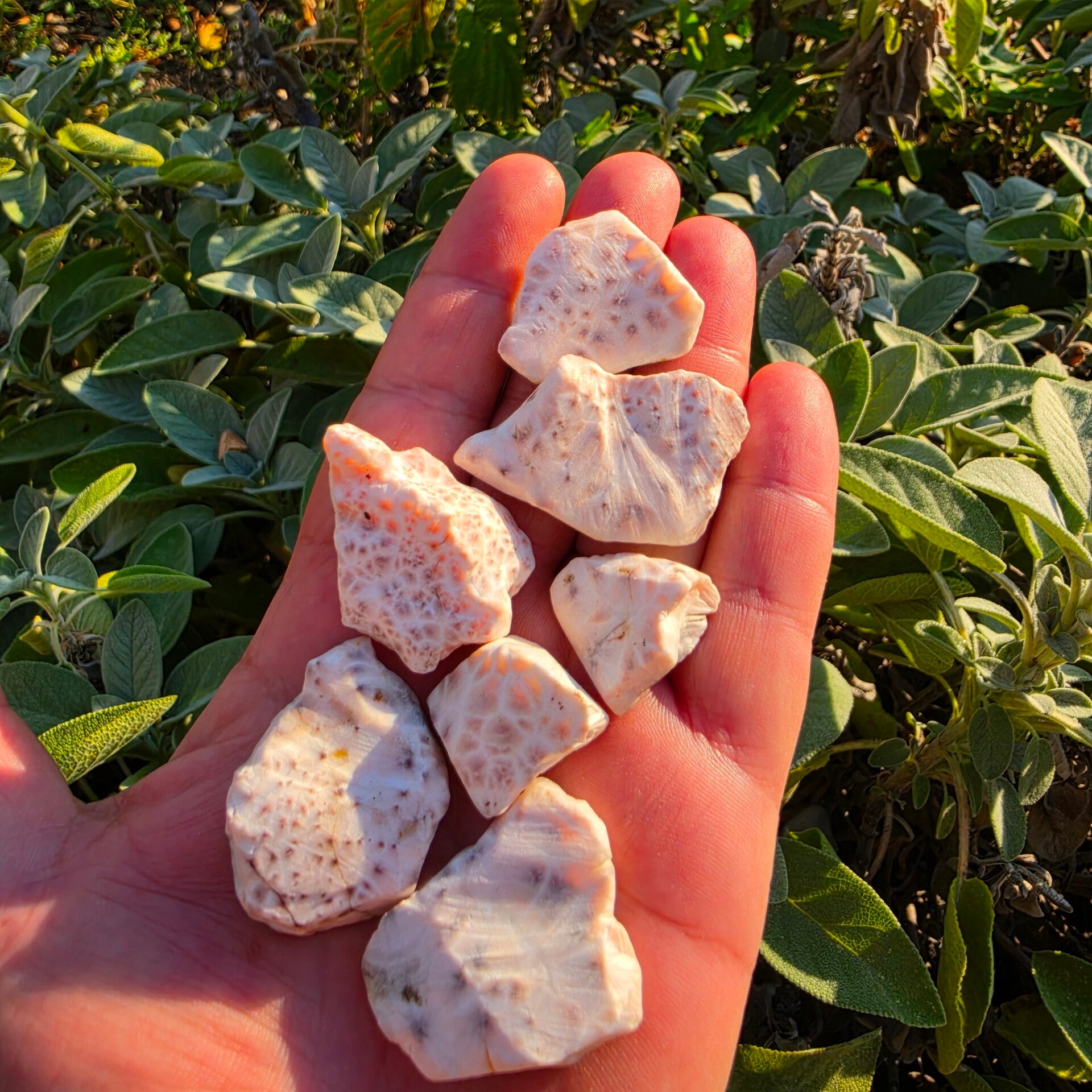 Natrolite Rose
