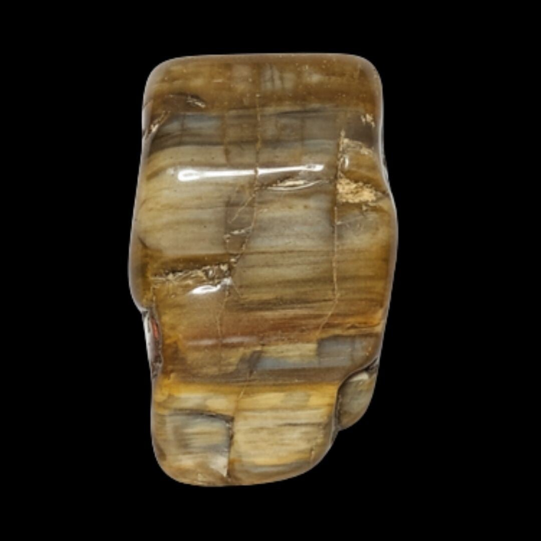 Bois fossile