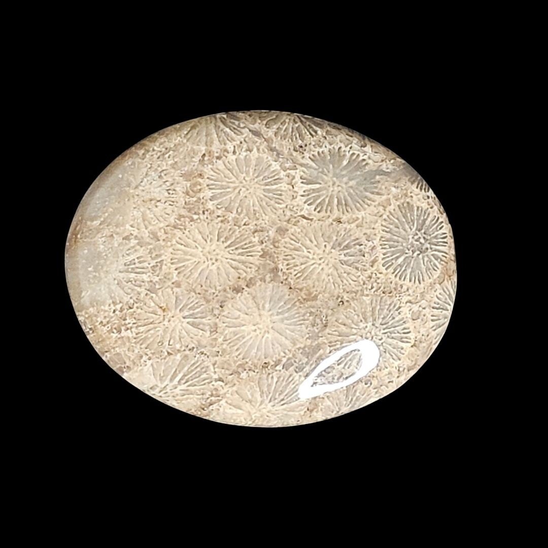 Corail fossilisé
