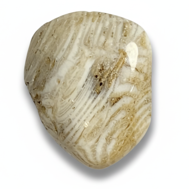 Corail fossilisé