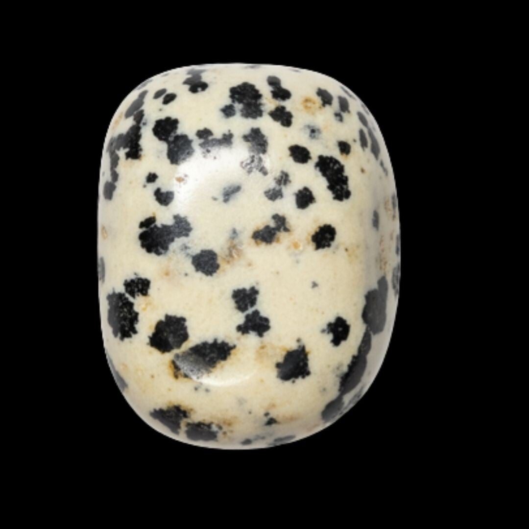 Jaspe dalmatien
